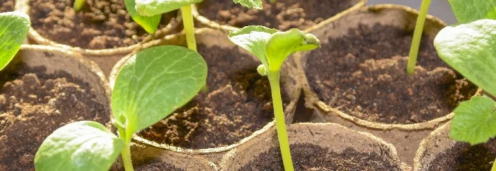 Junge Pflanzen in Anzuchtstöpfen.